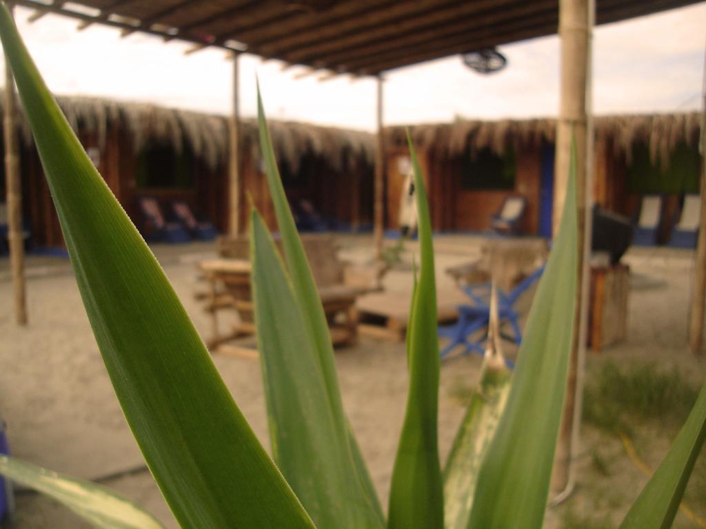 Psygon Surf Camp Hostel Máncora Buitenkant foto